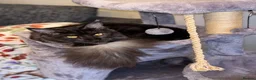 Maine Coon cats for sale: Beautiful black smoke male Maine coon - Advert 8