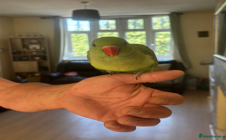 Ringnecks birds - Advert 4