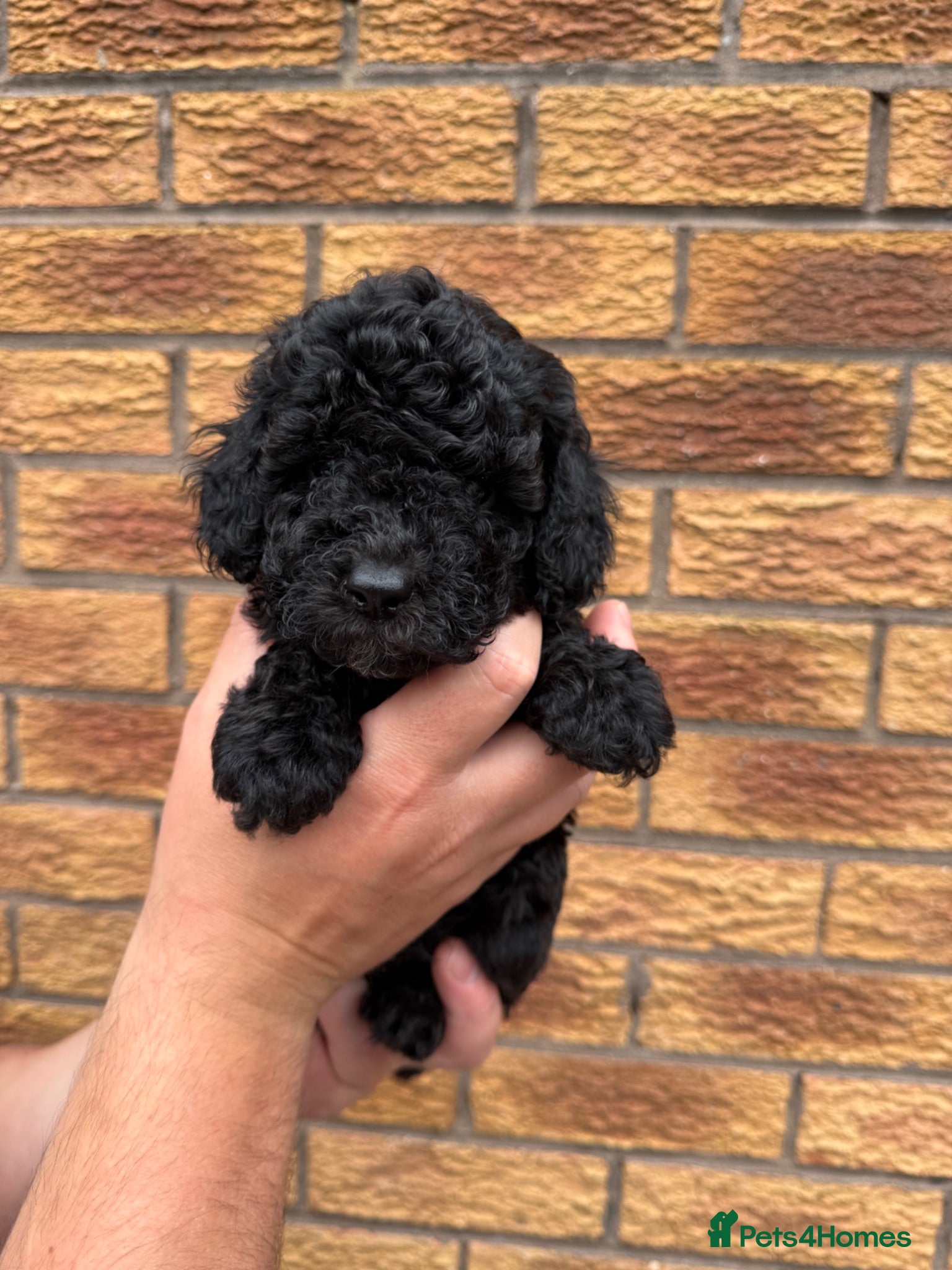 Cockapoo dogs Toy Cockapoo Puppies | DNA & Health Tested Parents - Advert 2