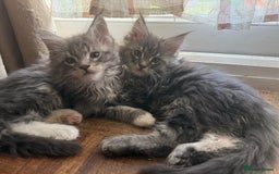 Maine Coon cats for sale: Pedigree fluffy Maine coon kittens (last3 boys) - Image 16