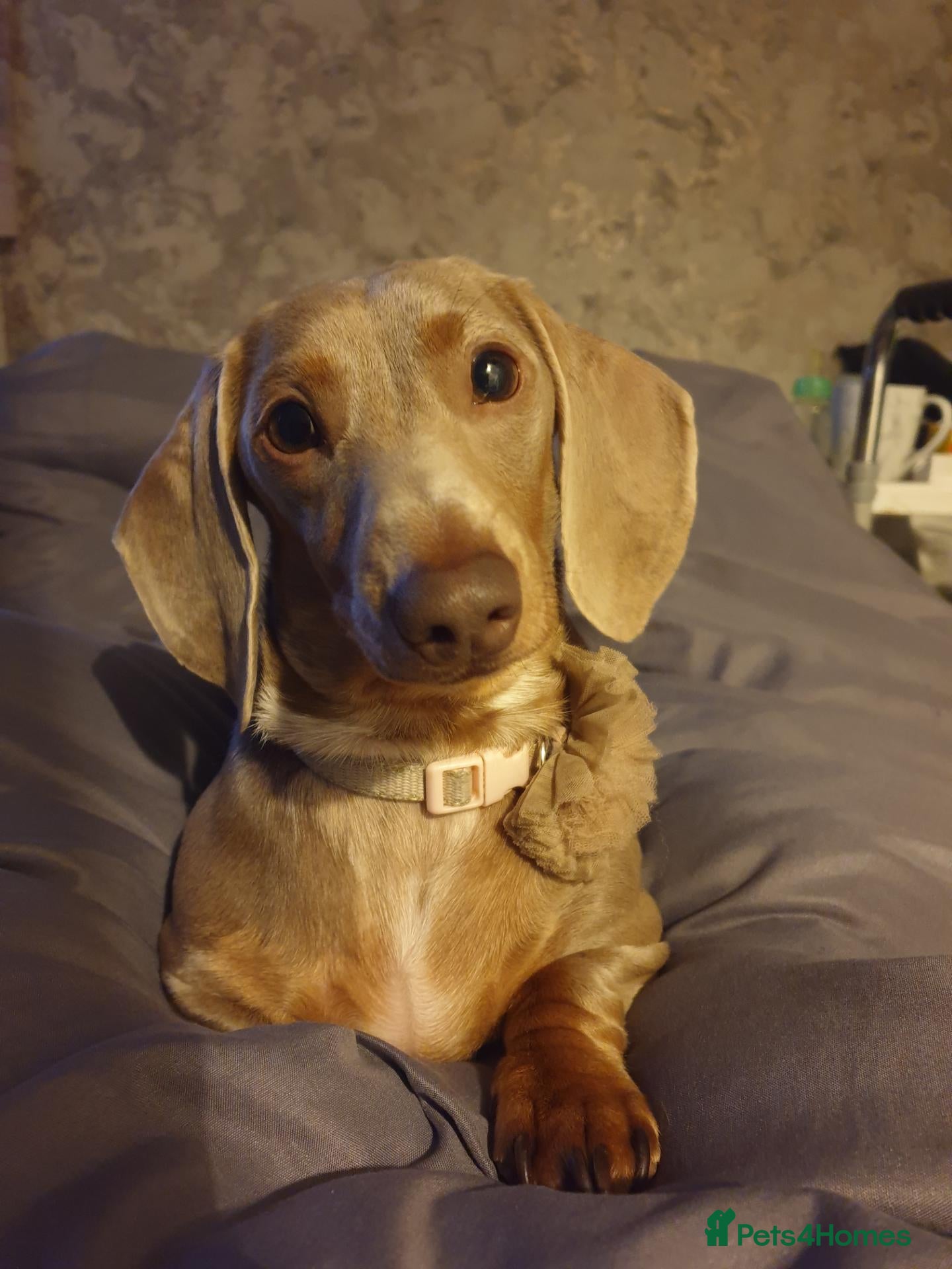 Miniature Dachshund dogs miniature dachshund - Advert 2