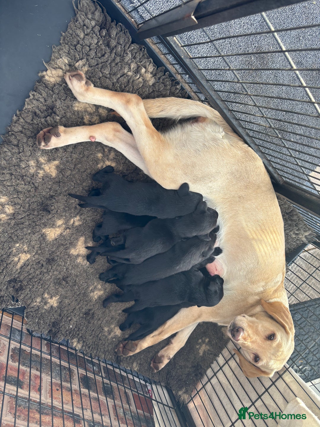Labrador Retriever dogs for sale: Pedigree working line Labrador puppies  - Advert 2