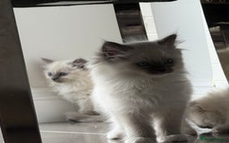 Ragdoll cats for sale: Beautiful ragdoll kittens  - Image 24