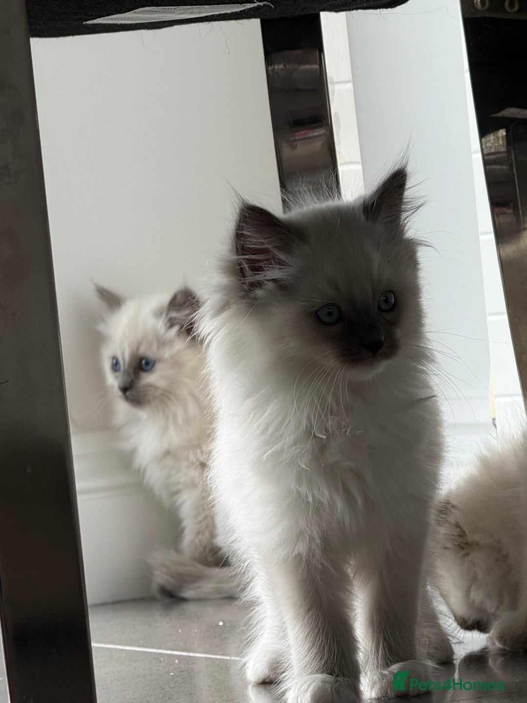Ragdoll cats for sale: Beautiful ragdoll kittens  - Image 24