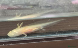 Goldfish fish for sale: Axolotl  - Image 1