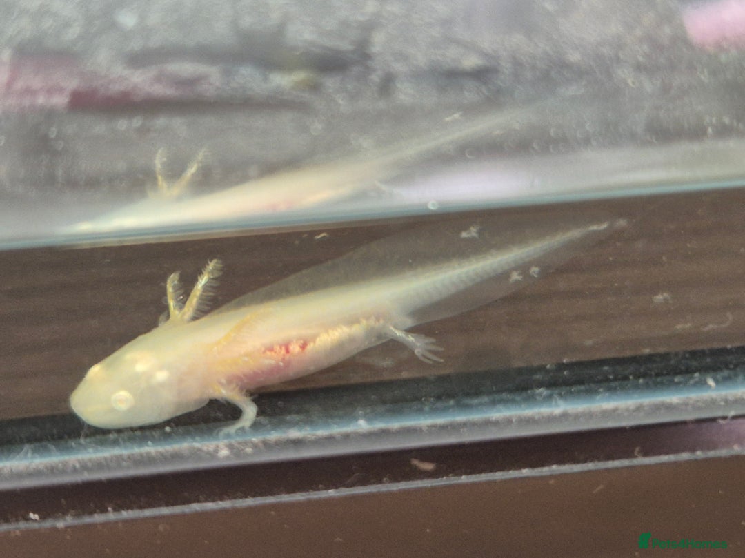 Goldfish fish for sale: Axolotl  - Image 1