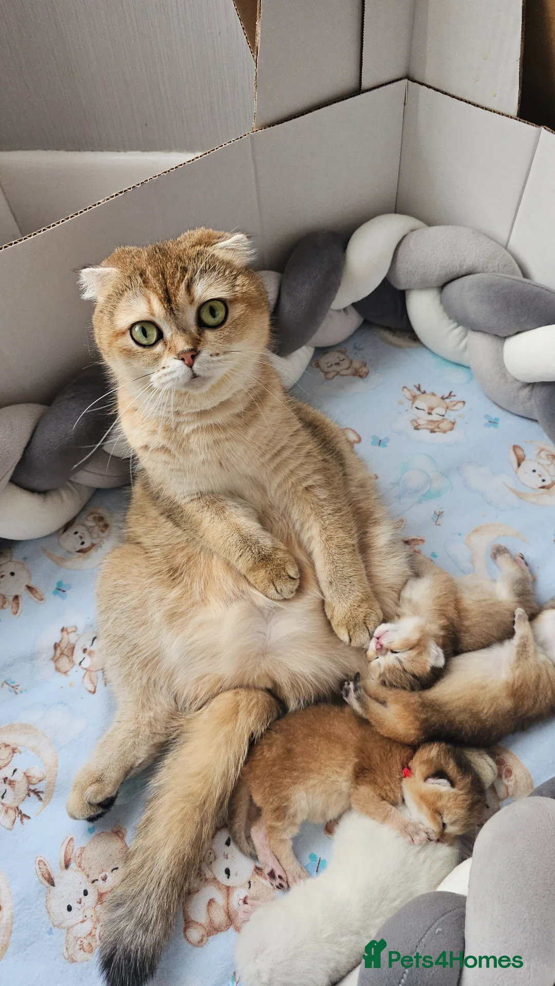 Scottish Fold cats for sale: Pedigree SF kittens😻READY FOR RESERVATION - Advert 2