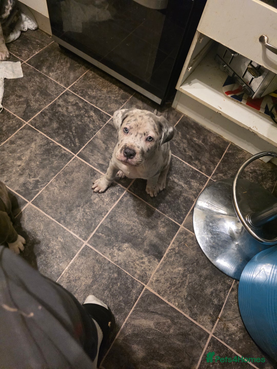 Cane Corso dogs for sale: Cane corso cross  - Advert 18