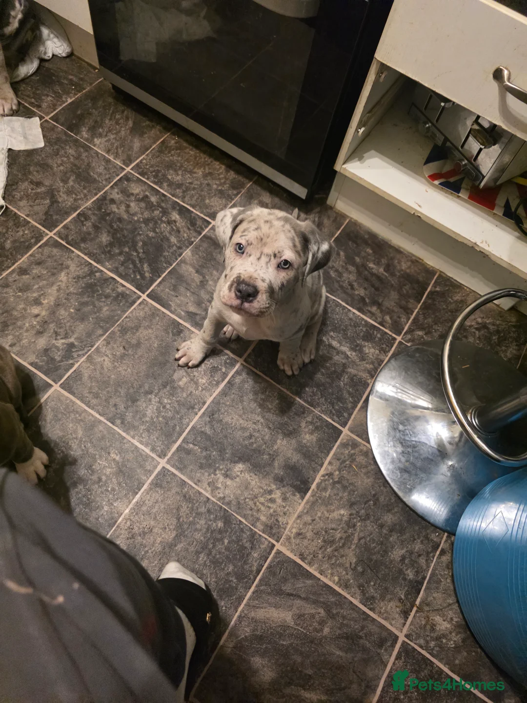 Cane Corso dogs for sale: Cane corso cross  - Advert 18