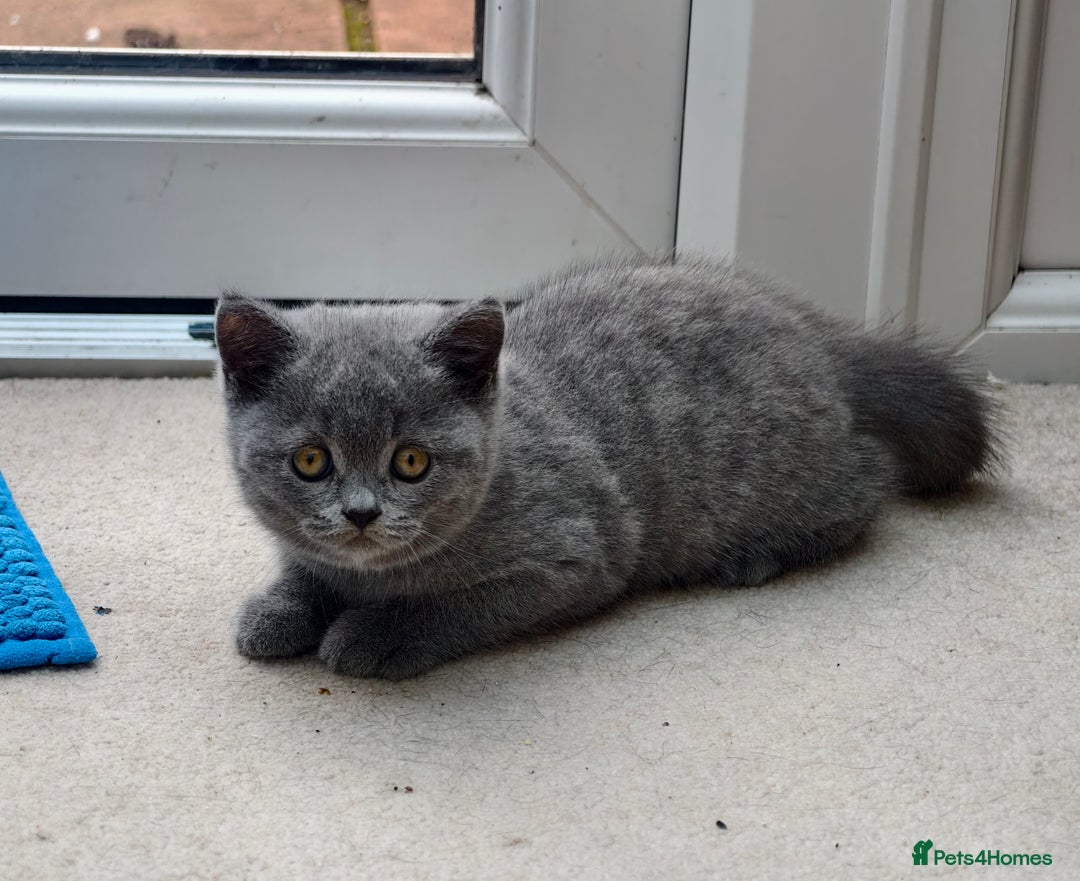 Scottish Fold cats for sale: 4 lovely kittens looking for new family  - Image 16