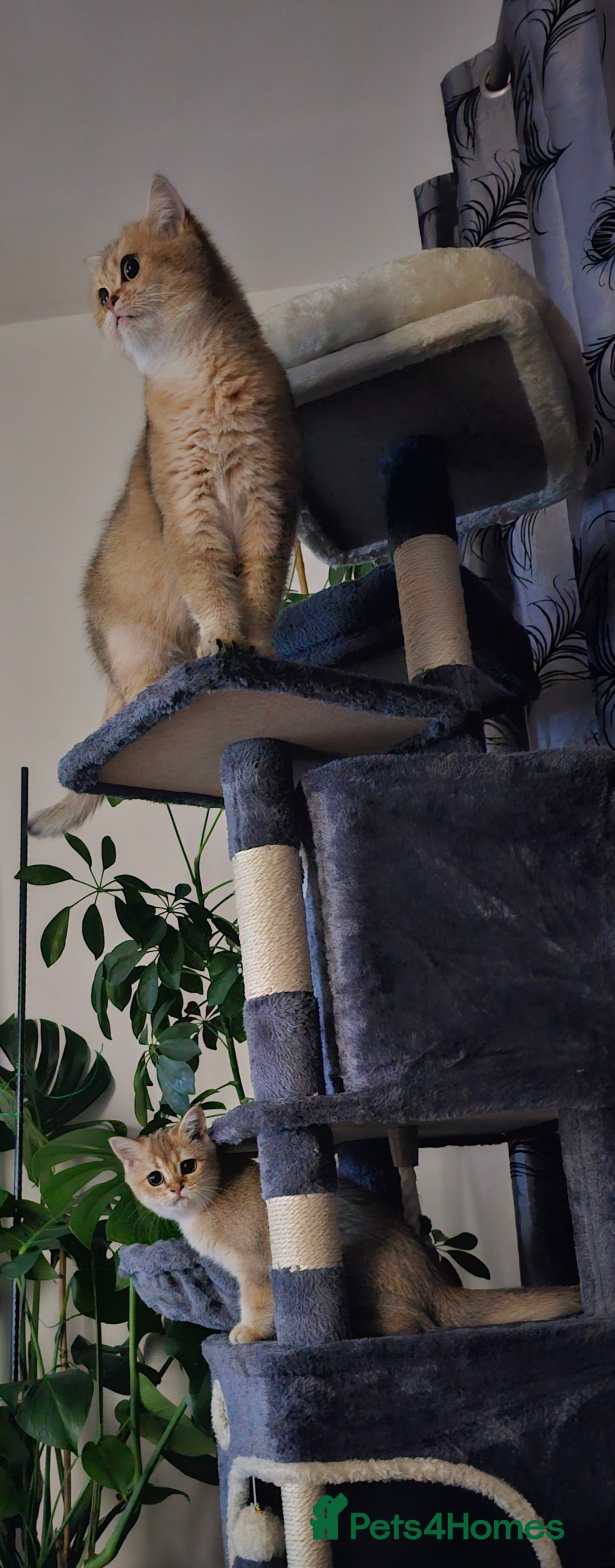 British Shorthair cats for sale: BSH GOLDEN KITTENS - Advert 33