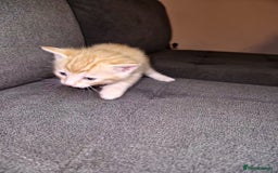 Bengal cats for sale: Absolutely Stunning Bengals  - Image 13