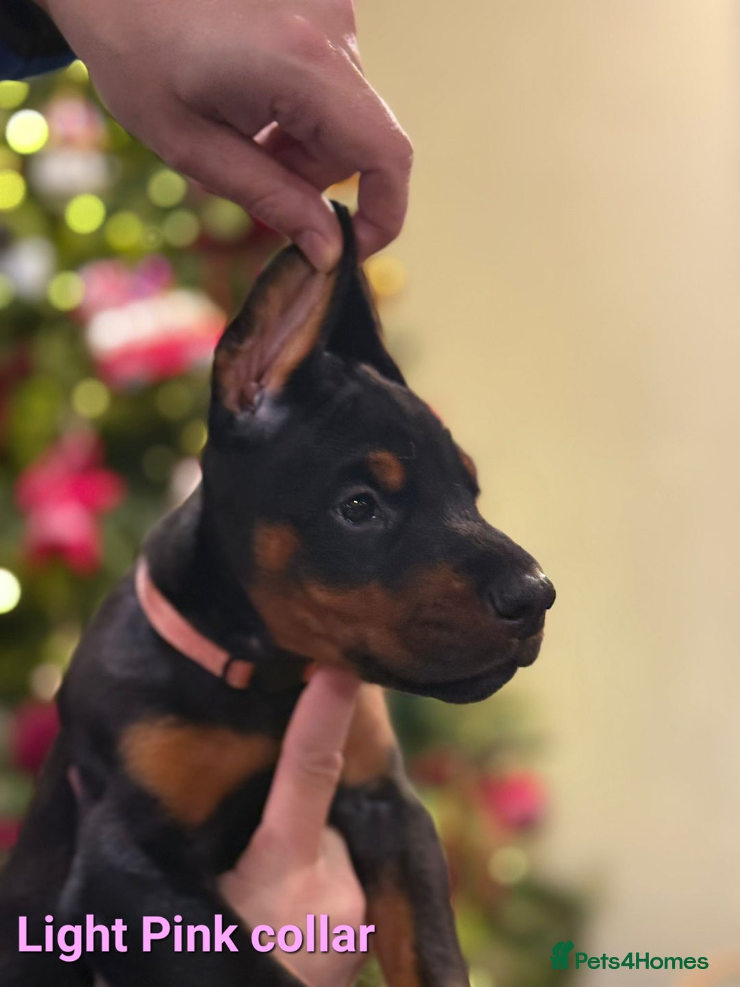 Dobermann dogs for sale: 🐾 Dobermann puppies/KC reg🐾 Top Pedigree - Advert 4