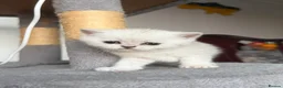 Scottish Fold cats for sale: Discount available ❤️Lovely scotish kittens💕💕💕 - Advert 10