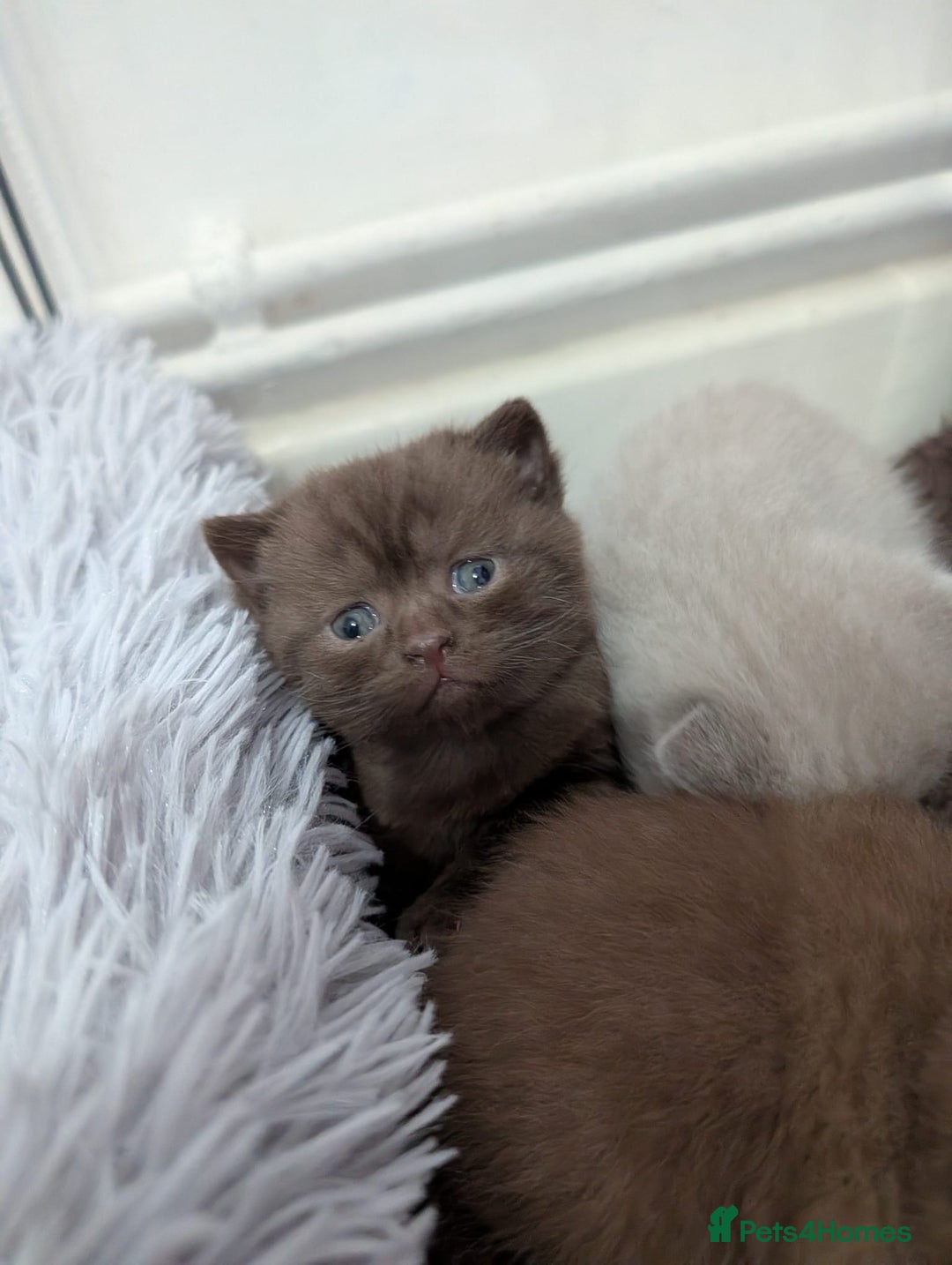 British Shorthair cats for sale: Cute fully british short hair kittens - Advert 5