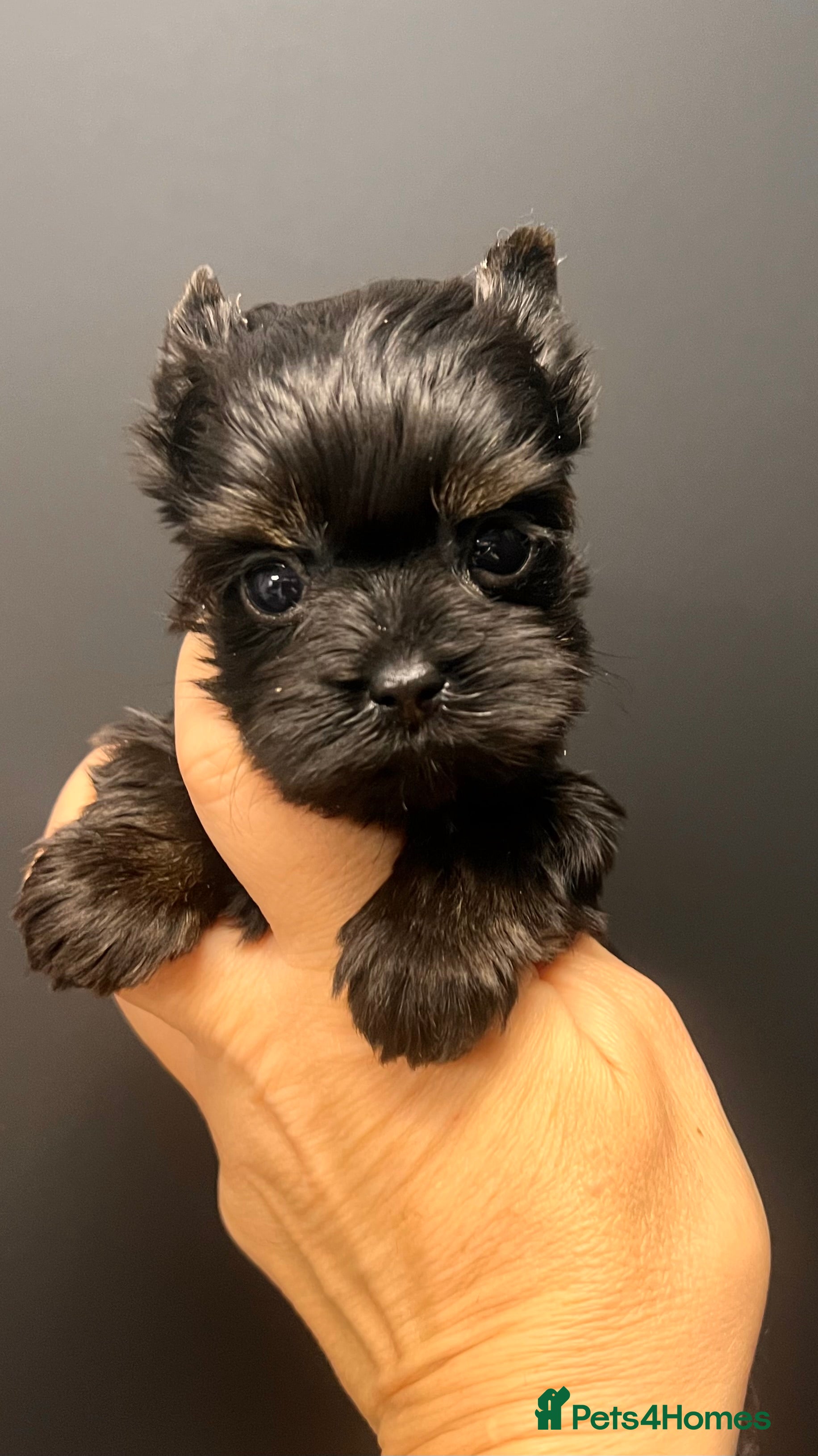 Yorkshire Terrier dogs ❀ Miniature Yorkshire Terriers – 4 Girls  ❀ - Advert 4