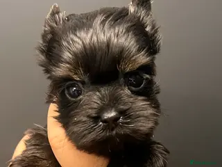 Yorkshire Terrier dogs ❀ Miniature Yorkshire Terriers – 4 Girls ❀ - Advert 4