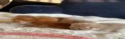 British Shorthair cats for sale: Amazing Cy12 & Ny12 British Shorthair Kittens - Advert 2