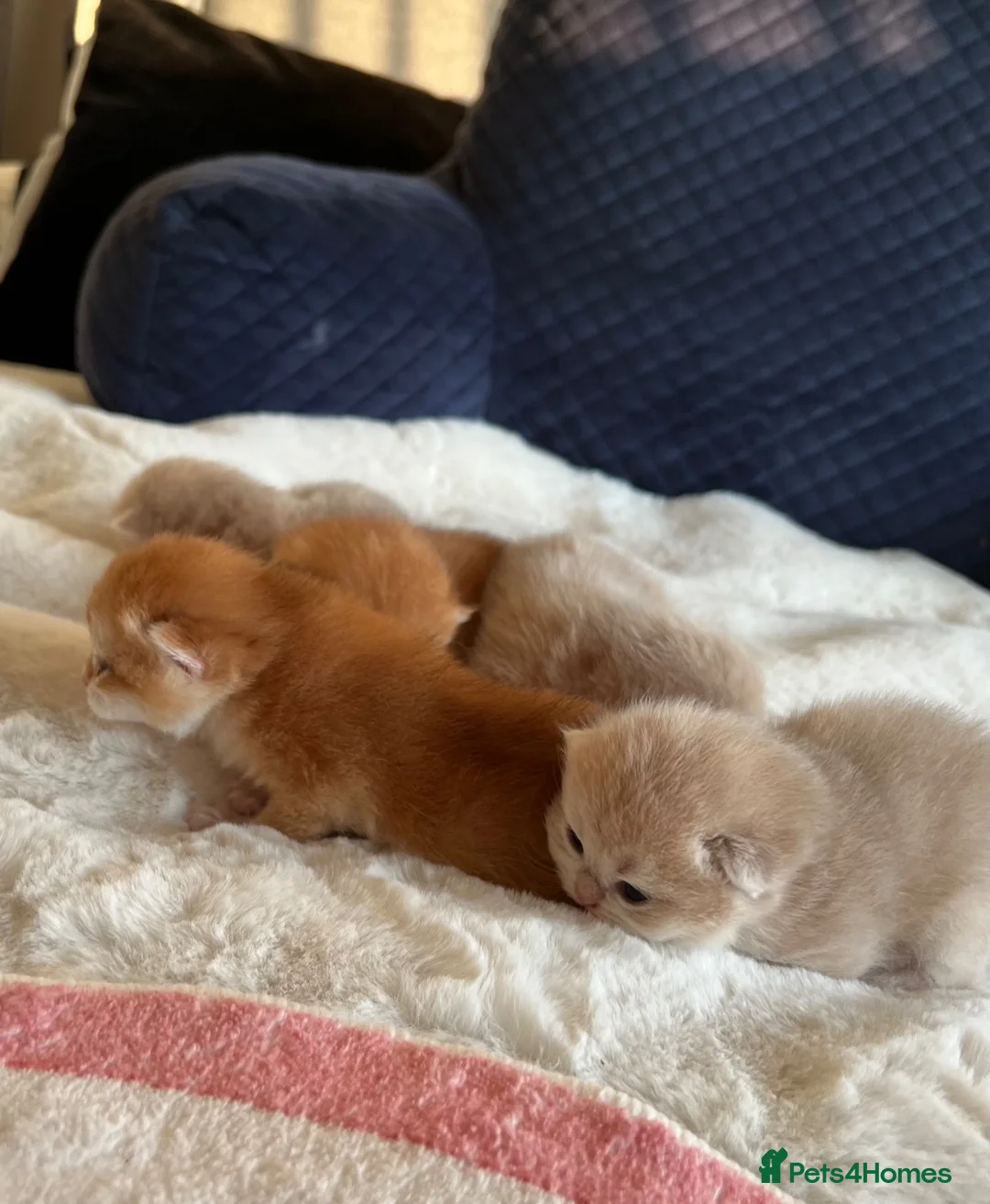 British Shorthair cats for sale: Amazing Cy12 & Ny12 British Shorthair Kittens - Advert 2