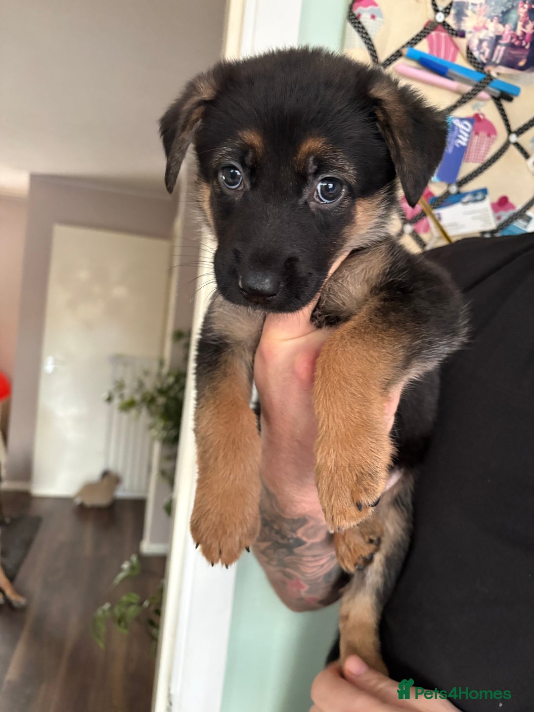 Mixed Breed dogs for sale: Belgian malinois x German Shepherd puppies  - Advert 33