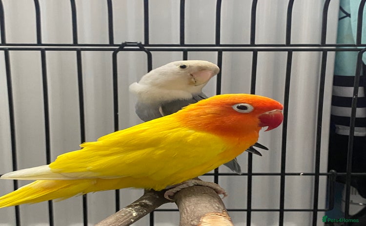 Lovebirds birds - Advert 12