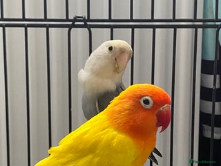 Lovebirds birds - Advert 8