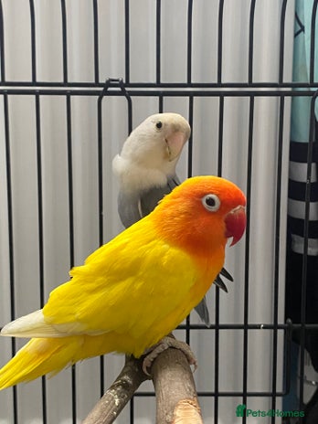 Lovebirds birds - Advert 12