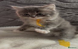Ragdoll cats for sale: Stunning Ragdoll kittens available  - Image 17