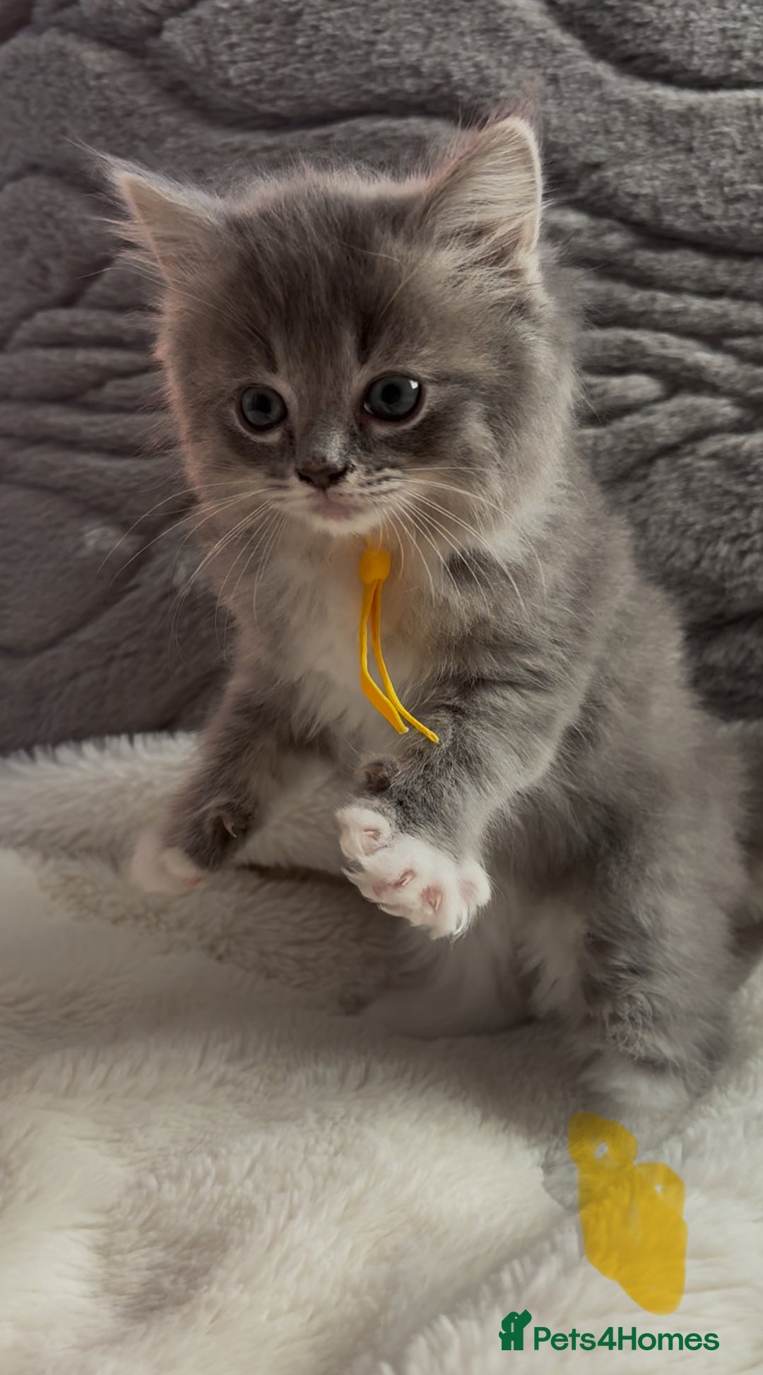 Ragdoll cats for sale: Stunning Ragdoll kittens available  - Image 17