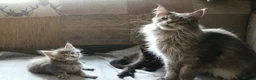 Maine Coon cats for sale: Tica registered pedigree poly Maine Coons. - Advert 20