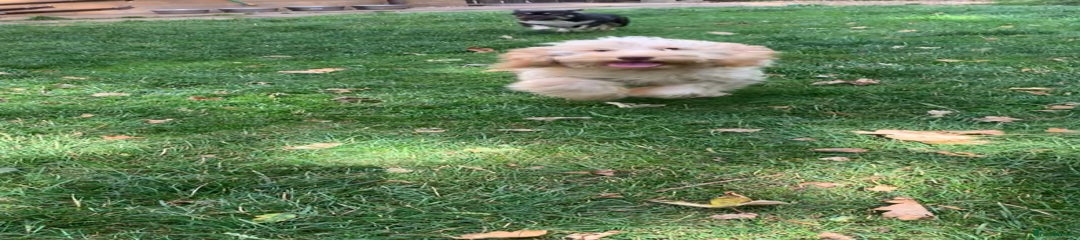 Cockapoo Puppy 1