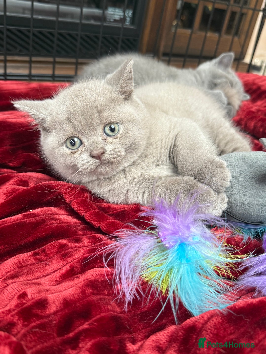 British Shorthair cats for sale: 3 left! British short hairs  - Image 4