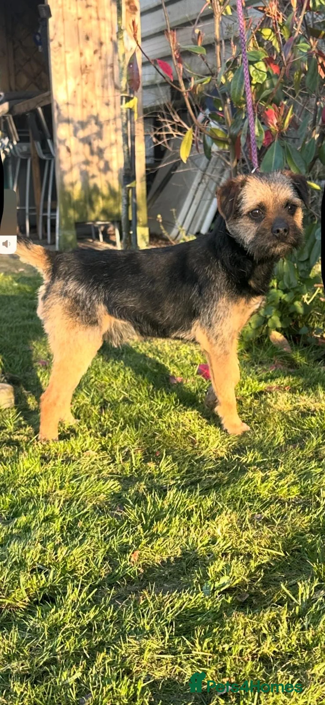 Border Terrier dogs for sale: Lovely border terrier  - Advert 2