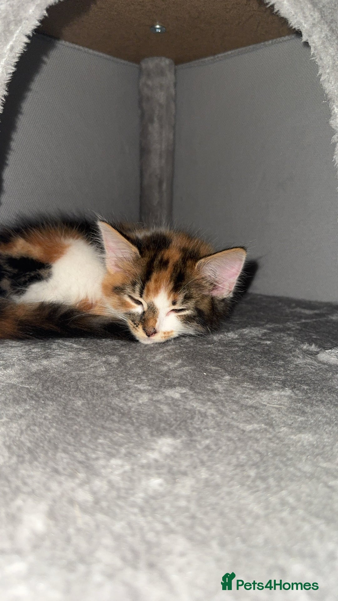 Mixed Breed cats for sale: female kittens. - Advert 13