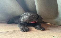 Cockapoo dogs for sale: 7 beautiful miniature cockapoos  - Image 8