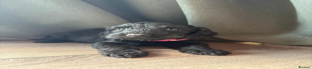 Cockapoo Puppy 7