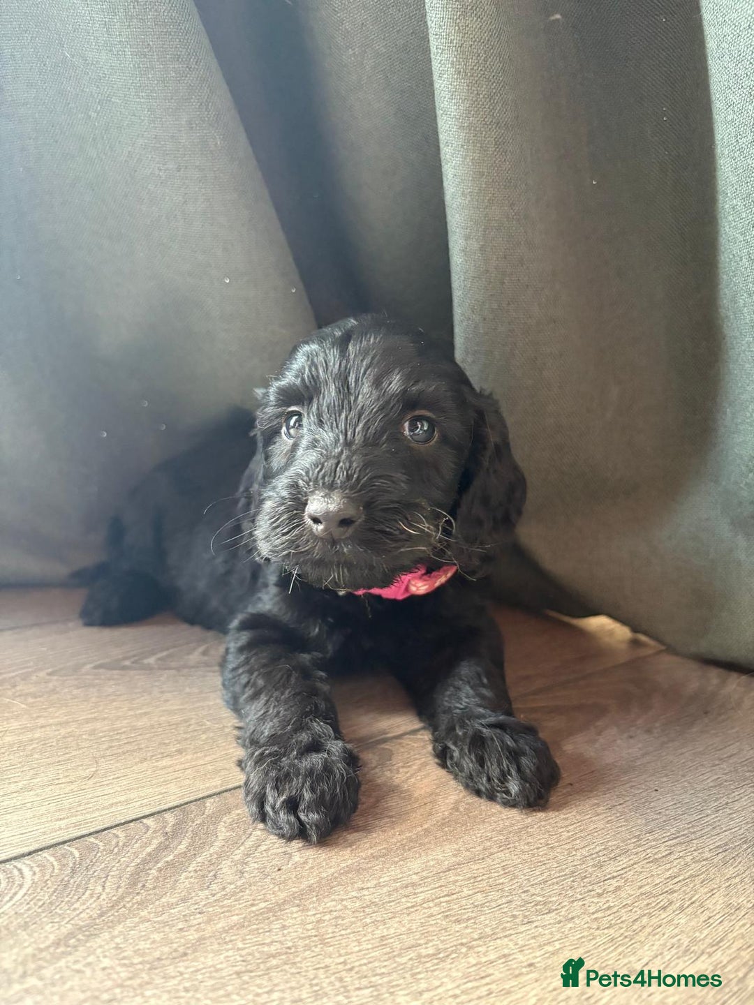 Cockapoo dogs for sale: 7 beautiful miniature cockapoos  - Image 8