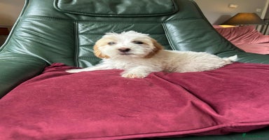 Cockapoo dogs in Frome - Advert 12