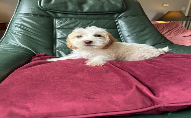 Cockapoo dogs in Frome - Advert 1