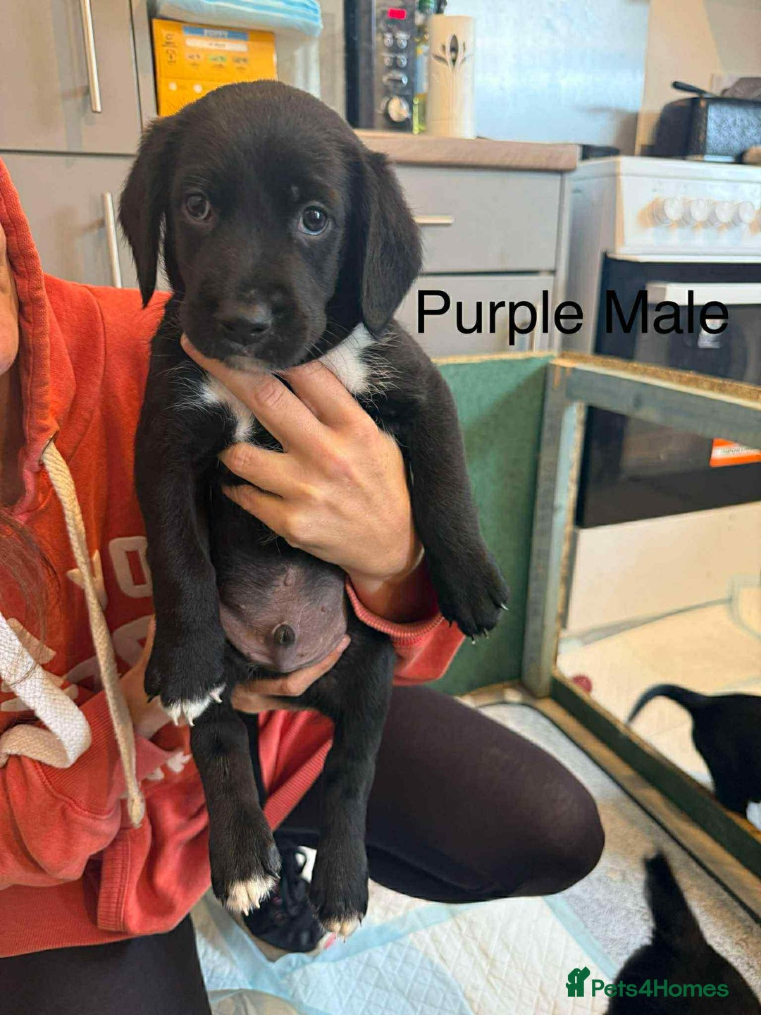 Mixed Breed dogs for sale: Springer Spaniels cross - Image 5