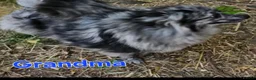Pomeranian dogs for stud: NEXT GEN BLUE MERLE POM PUPS INCOMING - Advert 23