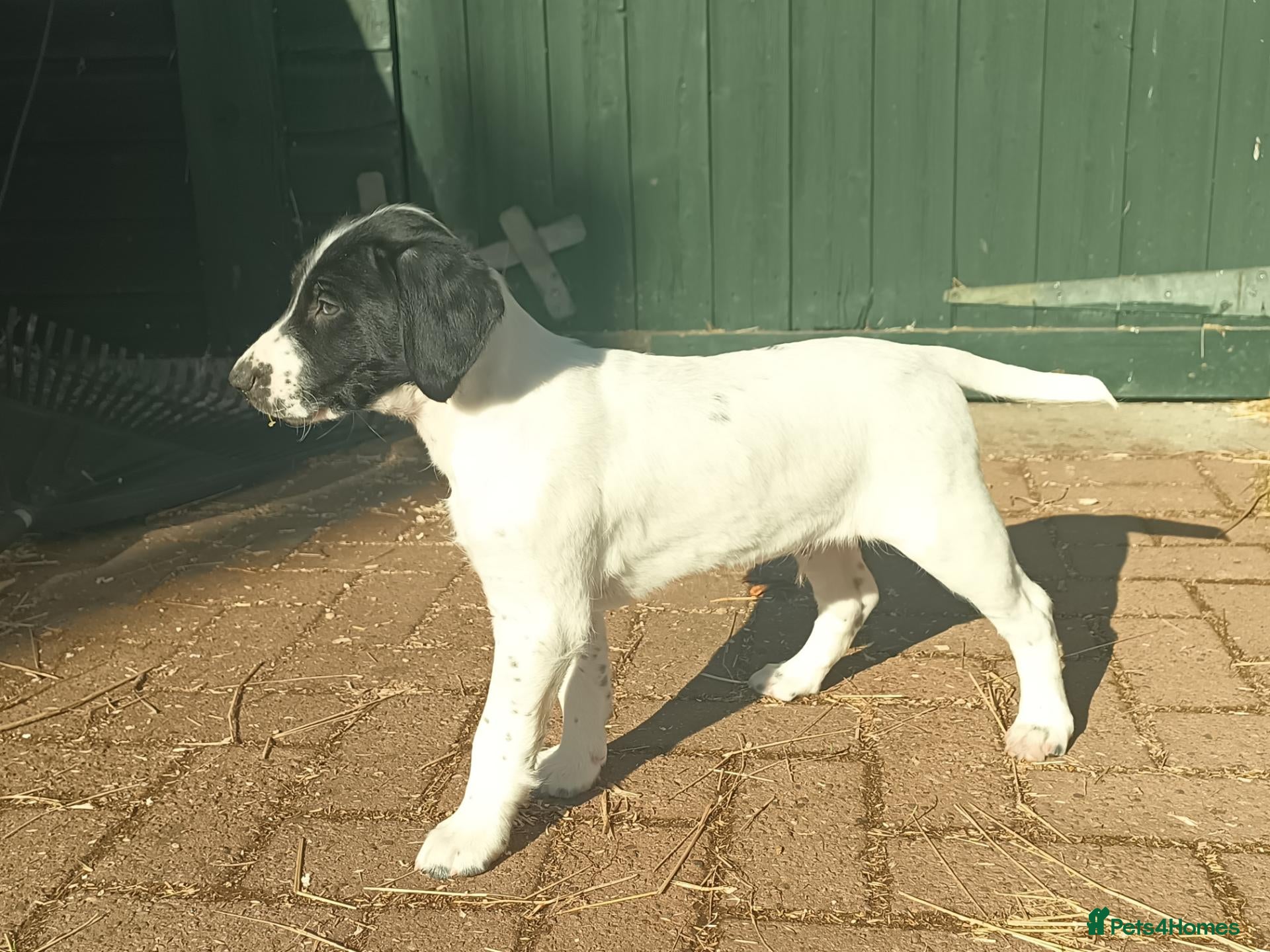 Sprocker dogs LAST PUP - Advert 1