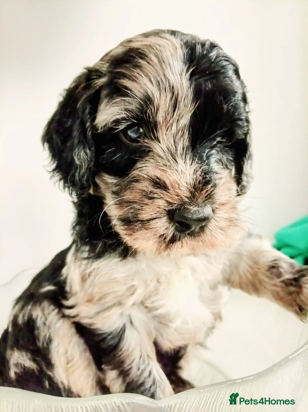 Mini Goldendoodle dogs for sale: Gorgeous Teddy Bear Goldendoodle - Advert 18