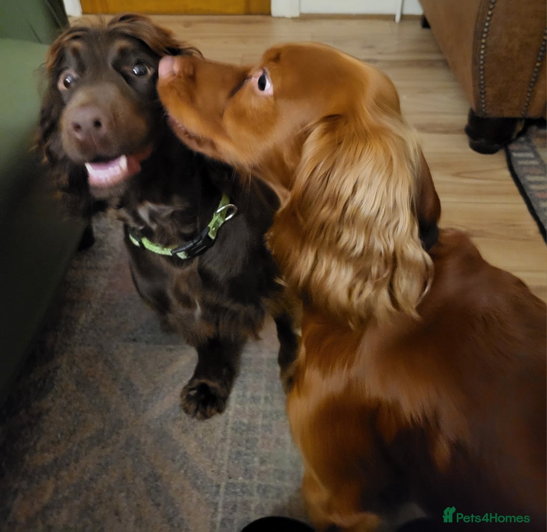 Cocker Spaniel dogs for sale: Working Cocker Spaniel Pups - Advert 18