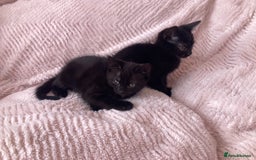 Domestic Shorthair cats for sale: Sweet Male Black Kitten - Ready to go! in Consett - Image 2