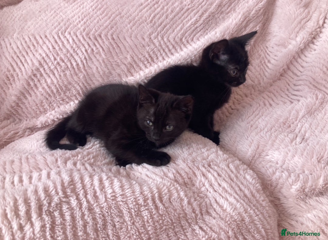 Domestic Shorthair cats for sale: Sweet Male Black Kitten - Ready to go! in Consett - Image 2
