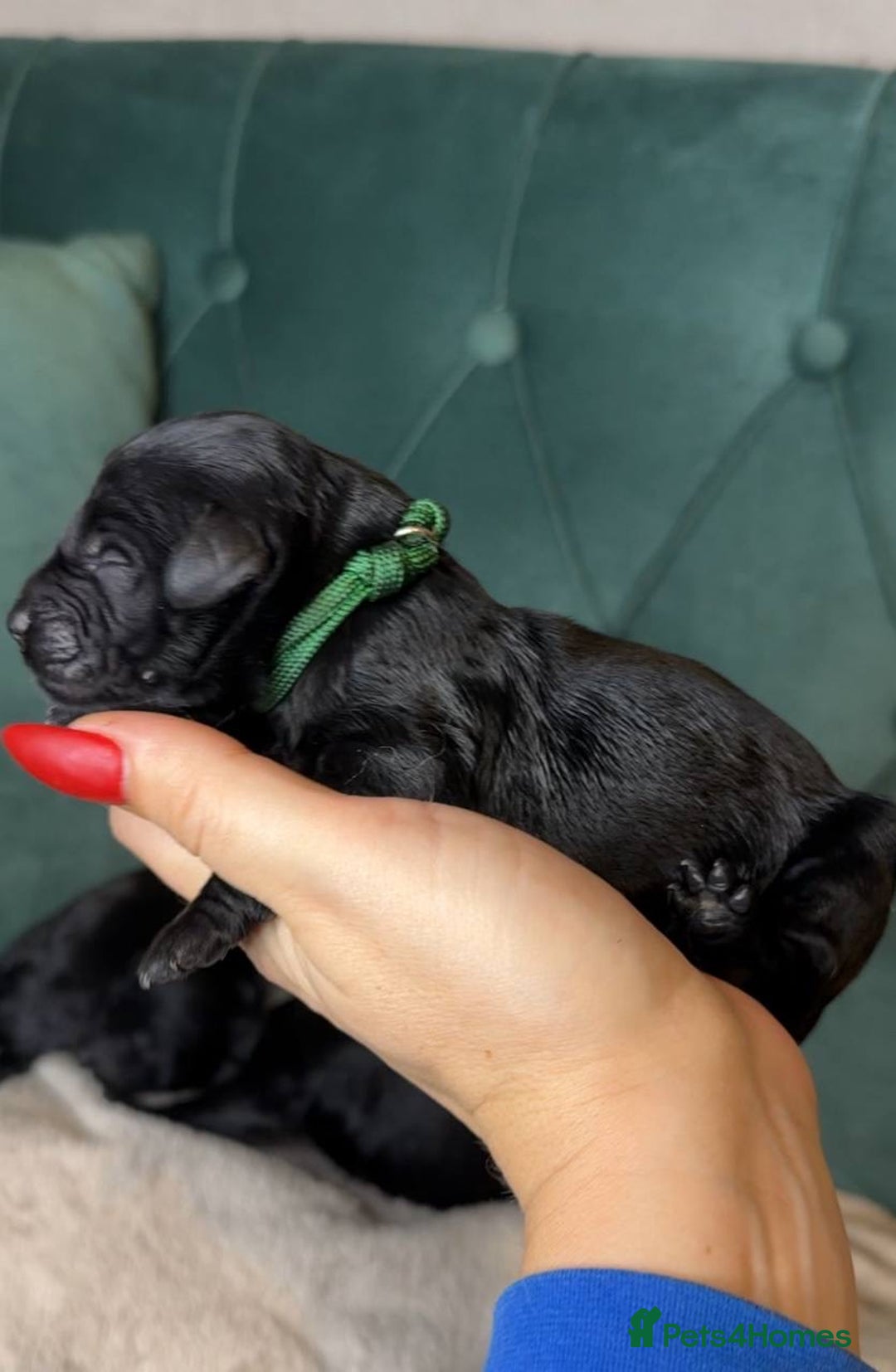 Goldendoodle dogs for sale: F1 Goldendoodle black Puppies - Image 10