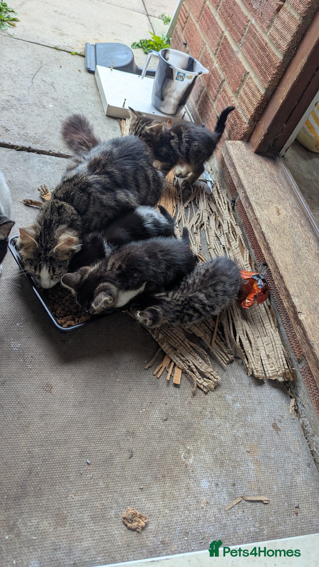 Mixed Breed cats for sale: Kittens for sale - Image 22