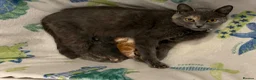 Maine Coon cats for sale: British shorthair X Mainecoon - Advert 9