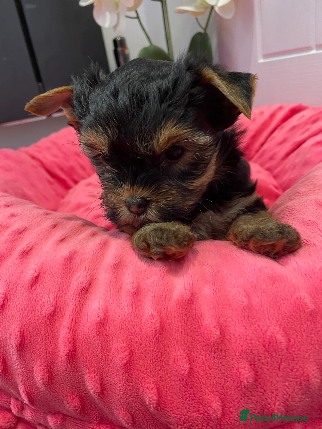 Yorkshire Terrier dogs for sale: pedigree yorkshire terrier ‼️‼️ - Advert 10